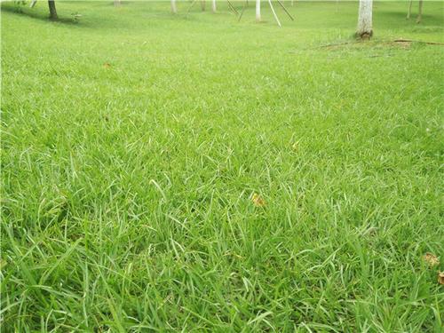 綠化草坪種類圖片，不同的草坪用途和功能都有所差別