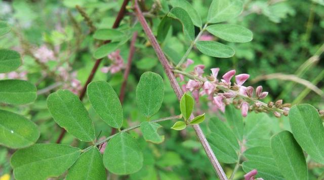 優質牧草—馬棘經濟價值以及播種環境