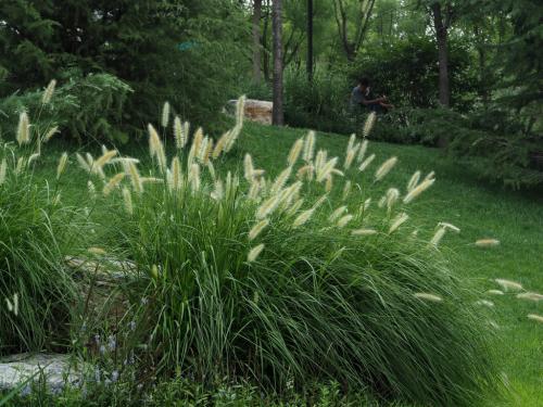 狼尾草種植技術(shù)是什么，有什么需要注意的