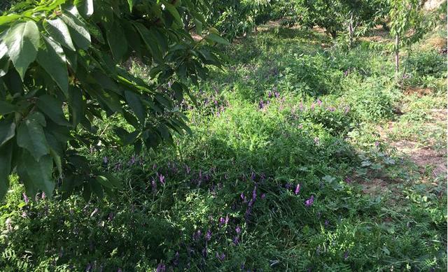 光葉紫花苕的植物學(xué)特征及生物學(xué)特性經(jīng)濟(jì)價(jià)值 光葉紫花苕的植物學(xué)特征及生物學(xué)特性經(jīng)濟(jì)價(jià)值