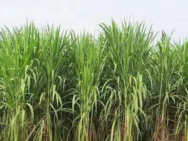 皇竹草種植經濟效益是什么？有什么作用？