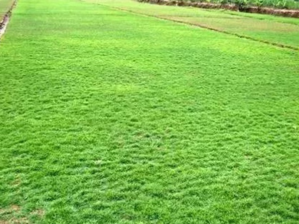 不同氣候地區(qū)怎么選擇綠化草種？有什么好的方法？