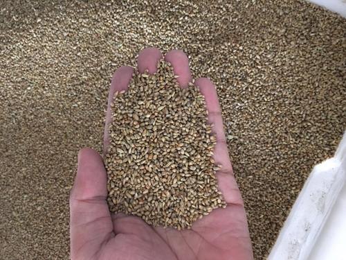 狼尾草種植技術(shù)是什么，有什么需要注意的