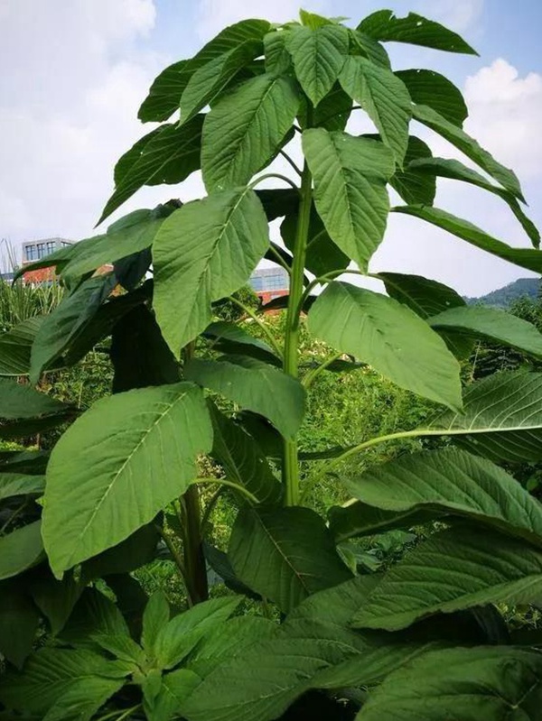 養(yǎng)豬用什么牧草種植比較好? 養(yǎng)豬用什么牧草種植比較好?