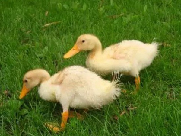 優質牧草種子一年生黑麥草栽培技術與播種方法 優質牧草種子一年生黑麥草栽培技術與播種方法