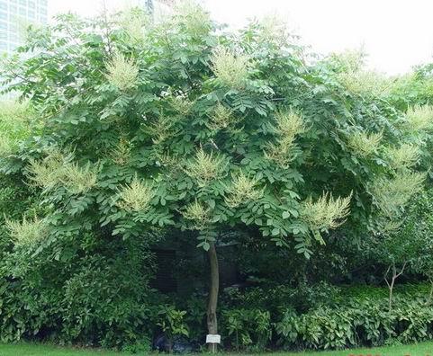 生命力頑強的鹽膚木，鹽膚木基本價值與種植技術介紹