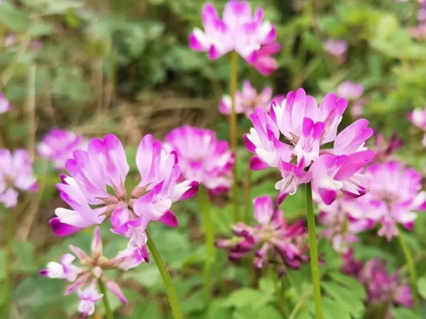 “草籽花”紫云英——滿滿的美好回憶 “草籽花”紫云英——滿滿的美好回憶