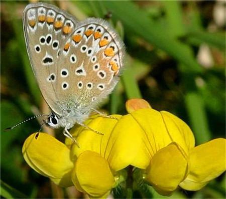 百脈根的主要價值有哪些?有何作用? 百脈根的主要價值有哪些?有何作用?