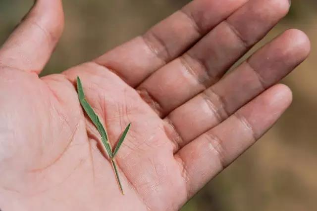 那十七公里的如此美的花棒到底是什么 那十七公里的如此美的花棒到底是什么