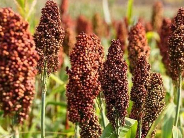 甜高粱簡單如何播種，播種方法是什么？