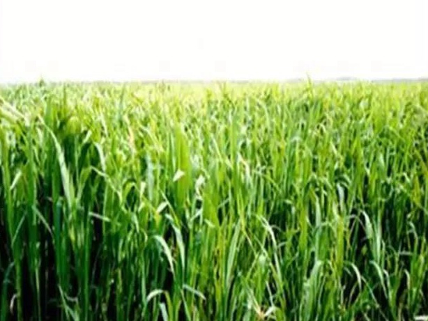 牧草種子——湖南稷子特性以及栽培技術(shù) 牧草種子——湖南稷子特性以及栽培技術(shù)