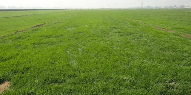 高羊茅草坪種植栽培方法是什么，有什么需要注意的？