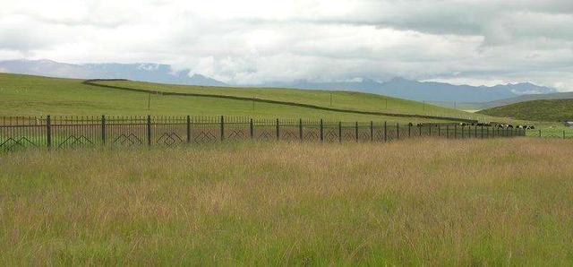 優質牧草——披堿草，具有不同的經濟價值