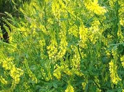 草木犀種植方法及特點介紹，什么時候種植比較好