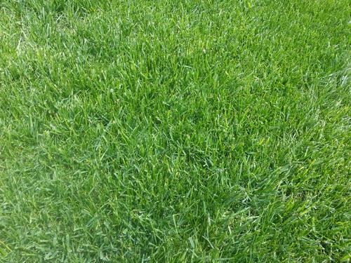 要想小米草種的好，要學會種植的技巧與方法