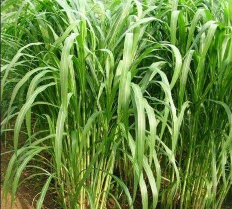 有一種草叫墨西哥玉米草，最適合農村養(yǎng)殖戶種植