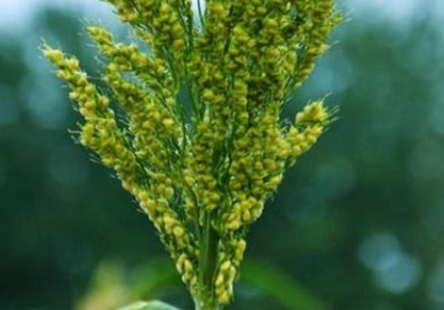 甜高梁種植技巧是什么，如何產(chǎn)量高