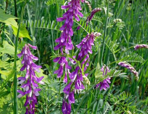 毛苕子的種植技術介紹以及播種時間