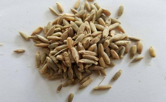 優(yōu)質(zhì)高產(chǎn)牧草，冬牧70黑麥草種植時(shí)間