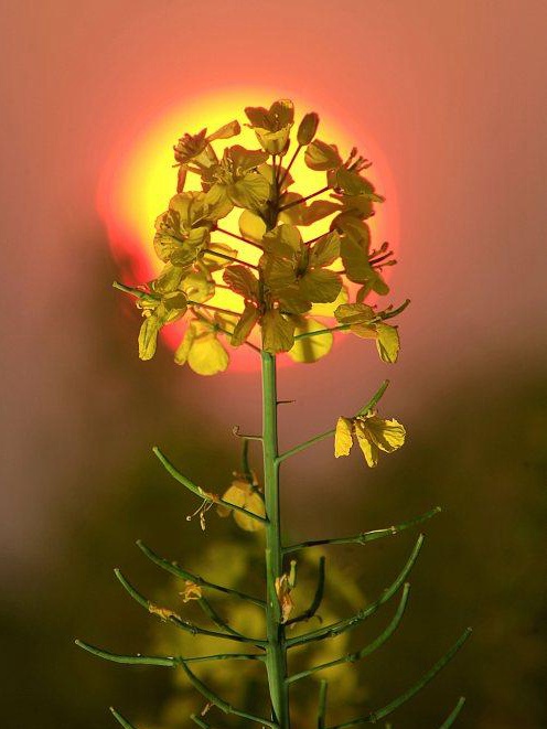 油菜籽的種植方法有哪些，有什么需要注意的？