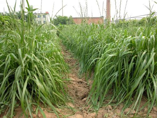 冬牧70黑麥草和黑麥草兩者有什么區別？
