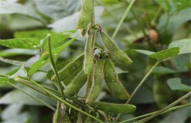 黑豆如何種植?種植方法是什么?有什么需要注意的? 黑豆如何種植?種植方法是什么?有什么需要注意的?