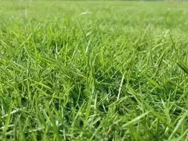 不同氣候地區(qū)怎么選擇綠化草種？有什么好的方法？