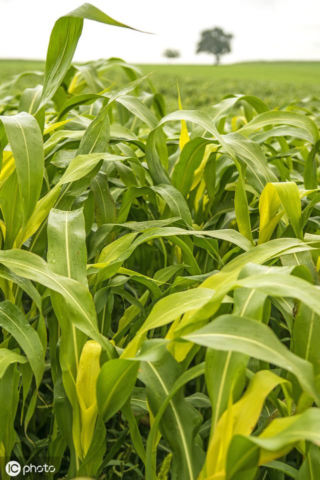 牛羊愛吃的蘇丹草，獲得高產量牧草需要這樣種植