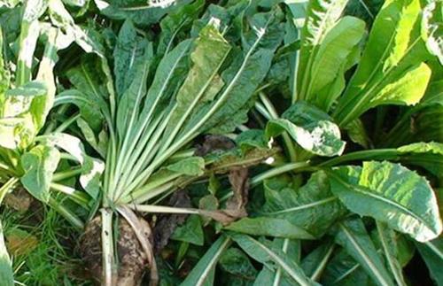 優質牧草推薦---菊苣基本介紹