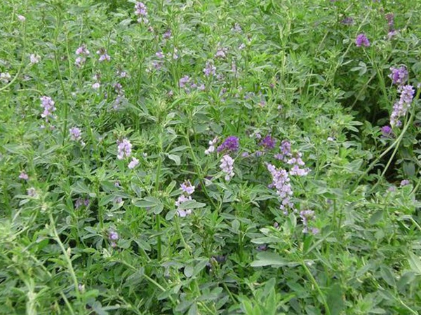 種植牧草需要注意的地方有很多，需要注意什么？