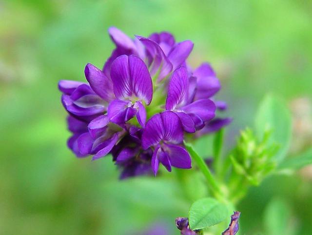 紫花苜蓿——牧草中的極品，最實(shí)用的種植技術(shù)，值得收藏