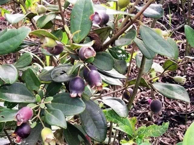 桃金娘可以人工種植嗎?桃金娘種植方法是什么? 桃金娘可以人工種植嗎?桃金娘種植方法是什么?