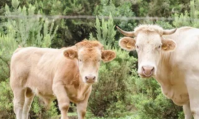 種植皇竹草養(yǎng)牛，需要了解一些什么