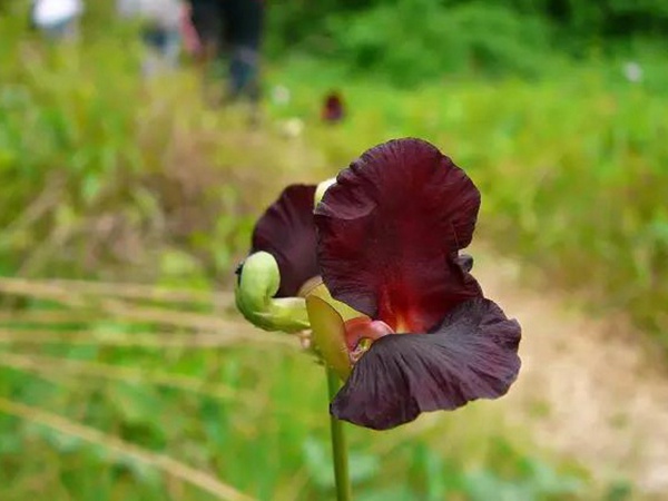 豆科植物——大翼豆栽培管理以及價(jià)值與利用