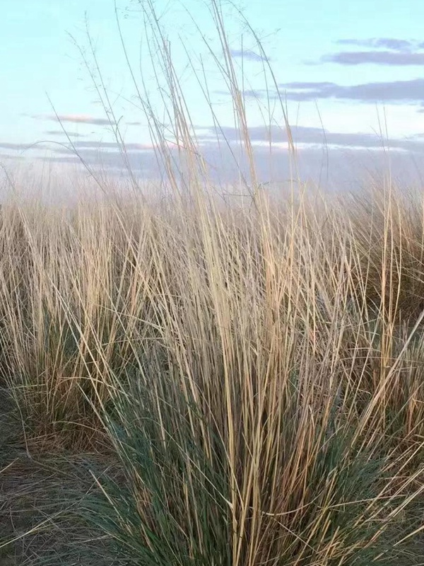 芨芨草飼用價值?——耐寒耐旱耐鹽堿 芨芨草飼用價值?——耐寒耐旱耐鹽堿