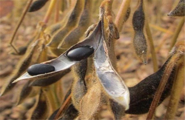 黑豆如何種植?種植方法是什么?有什么需要注意的? 黑豆如何種植?種植方法是什么?有什么需要注意的?