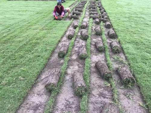 綠化草坪種類圖片，不同的草坪用途和功能都有所差別