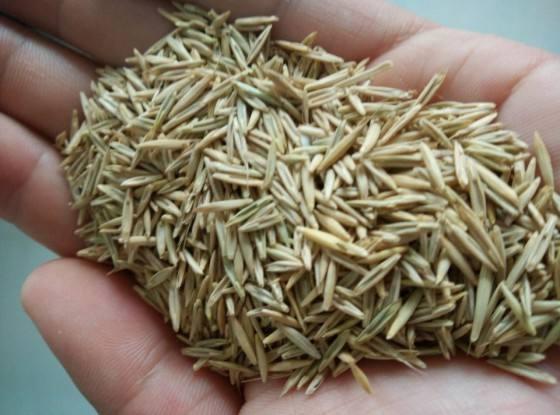 種植披堿草產量高必須掌握了這兩個方法 種植披堿草產量高必須掌握了這兩個方法