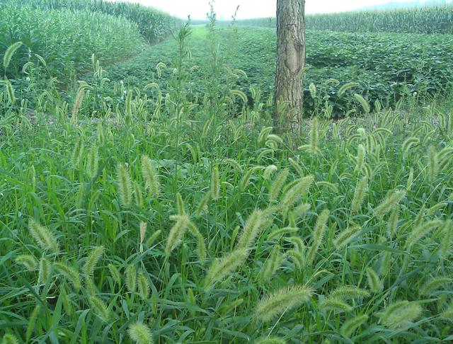 狗尾巴草用途居然還有這么多的