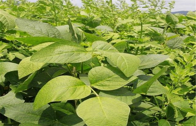 黑豆如何種植?種植方法是什么?有什么需要注意的? 黑豆如何種植?種植方法是什么?有什么需要注意的?