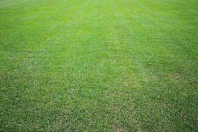 野牛草種植這幾個步驟一定要掌握好，種植就比較簡單