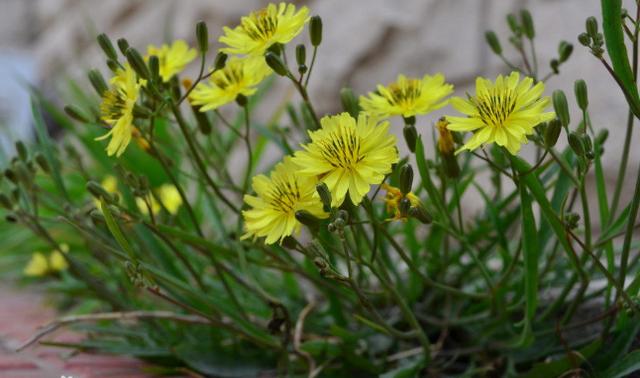 養(yǎng)殖戶注意了,土雞愛吃的八大牧草,有什么需要注意的? 養(yǎng)殖戶注意了,土雞愛吃的八大牧草,有什么需要注意的?