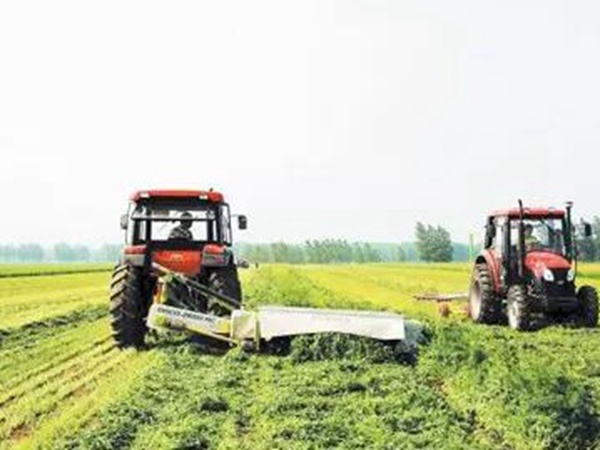 一年生黑麥草特高栽培技術(shù)與收割利用