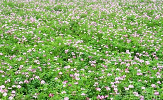 養(yǎng)殖戶注意了,土雞愛吃的八大牧草,有什么需要注意的? 養(yǎng)殖戶注意了,土雞愛吃的八大牧草,有什么需要注意的?