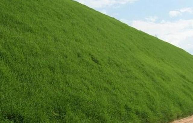 草坪種植養護技術 以及種植方法