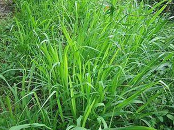 牧草要怎么種植比較好,有什么好的方法? 牧草要怎么種植比較好,有什么好的方法?