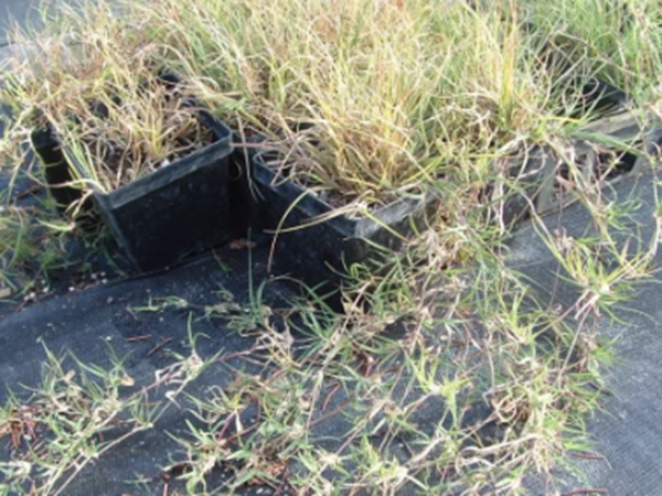 野牛草草坪建植特點以及介紹