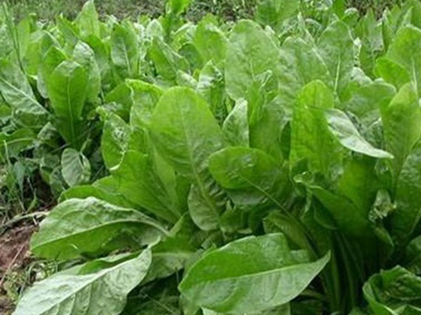 養殖用牧草種子播種量和播種技術是什么