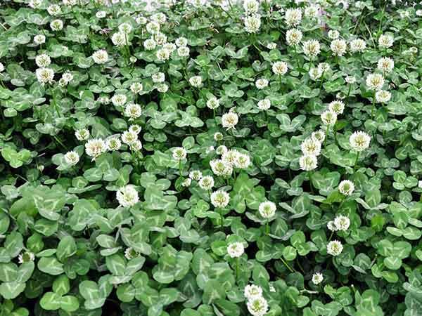 白三葉草優點有哪些,觀賞性怎么樣 白三葉草優點有哪些,觀賞性怎么樣