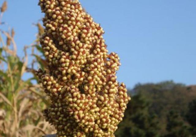 甜高梁種植技巧是什么，如何產(chǎn)量高